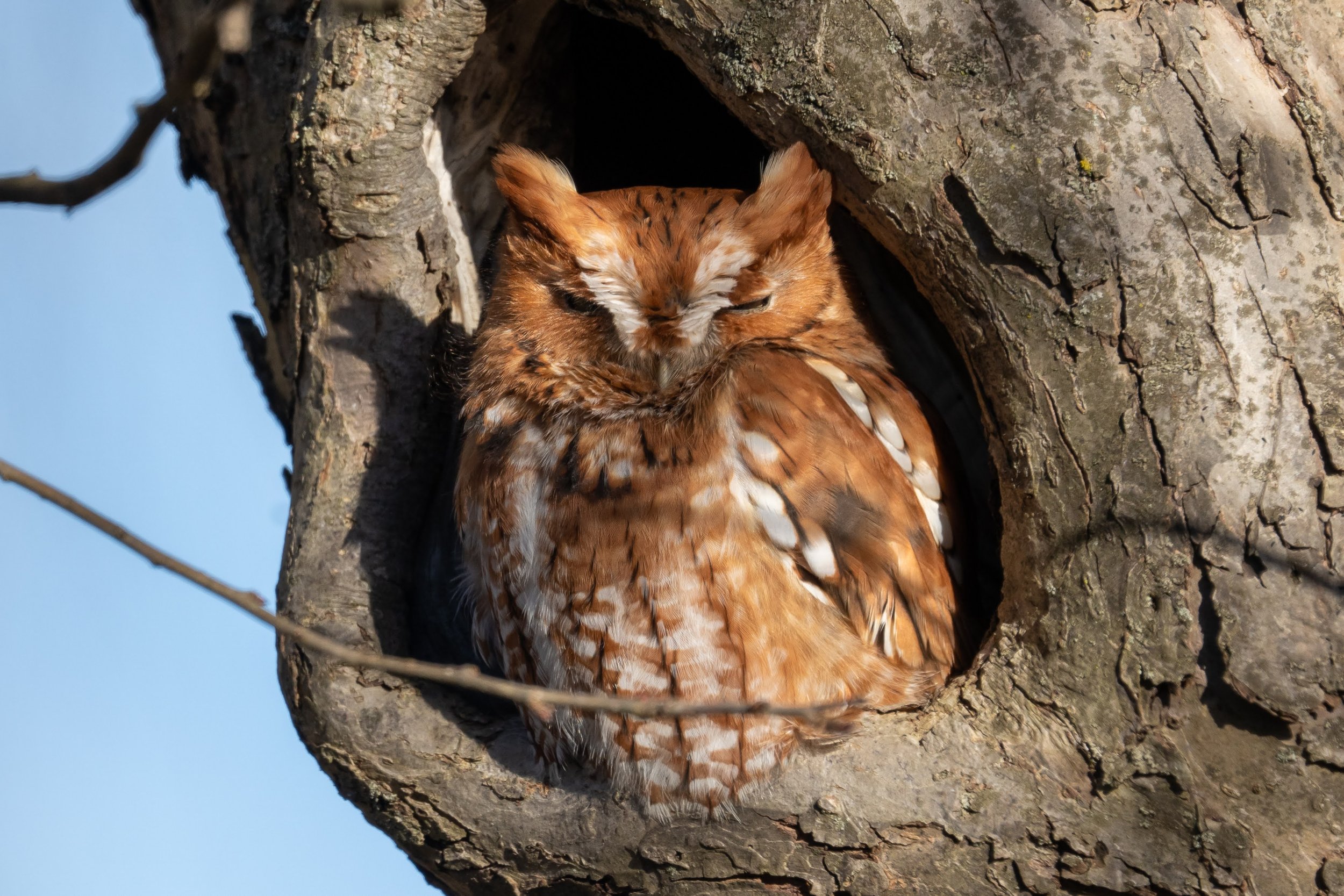 Hootin' in the Holler: Owls of the Blue Ridge — Blue Ridge Hootin' in the Holler: Owls of the Blue Ridge — Blue Ridge